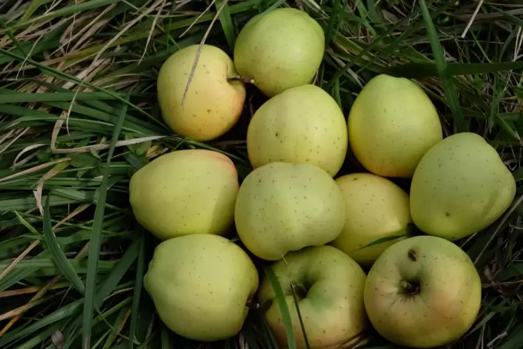 Der Gelbe Bellefleur schmeckt nach einer Südfrucht. 