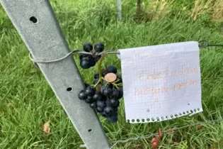 Nett: Für das unerlaubte Naschen gibt es immerhin eine kleine Spende.