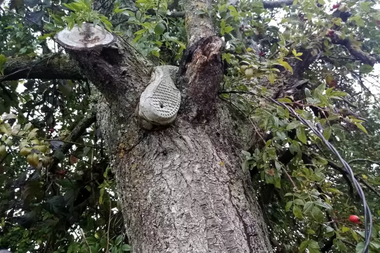  Eva Weber hat ihr Foto auf einer Streuobstwiese bei Landau-Godramstein gemacht. Sie schreibt: „Ein weggeworfener Turnschuh kusc