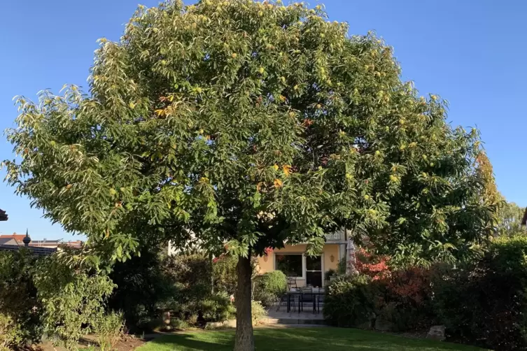  „Im Herbst 1998 haben wir aus Spaß eine große Esskastanie in einen Blumentopf gepflanzt, um mal zu sehen, was daraus wird“, sch