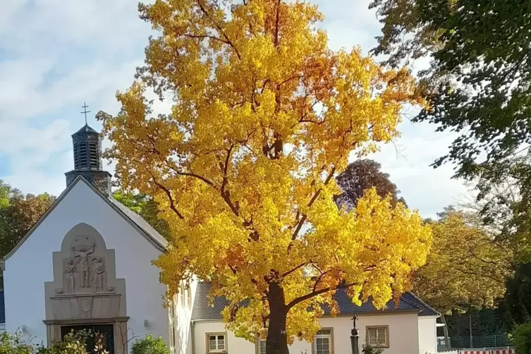  „Das Foto habe ich auf dem Friesenheimer Friedhof gemacht. Ich liebe diesen Baum. Er zeigt mir die vier Jahreszeiten an. Ich li