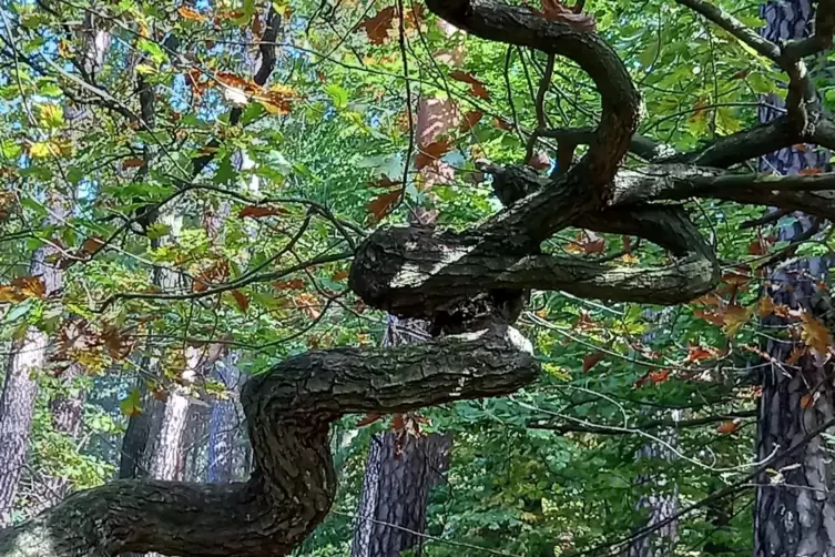  „Ich fand diesen knorrigen Baum so interessant“, schreibt Elisabeth Recktenwald aus Speyer. Die Natur lasse eben nicht alles ge