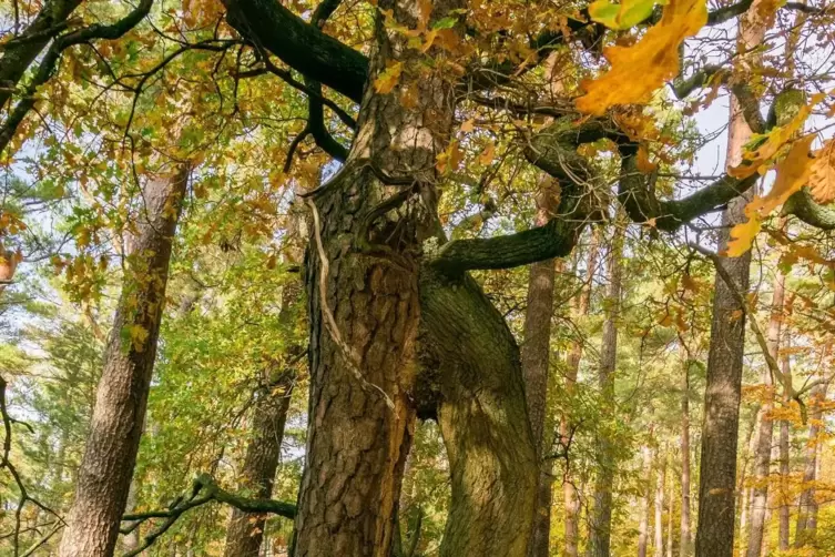  Volker Fleckser aus Kallstadt berichtet: „Bei den vielen Wanderungen im Pfälzerwald komme ich auch immer wieder an diesen beide