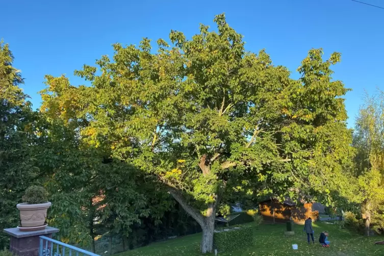  Dieser Nussbaum steht bei Inge Hubers Elternhaus in Reichsthal, das jetzt ihrem Bruder gehört: „Der Baum ist mein Wegbegleiter 