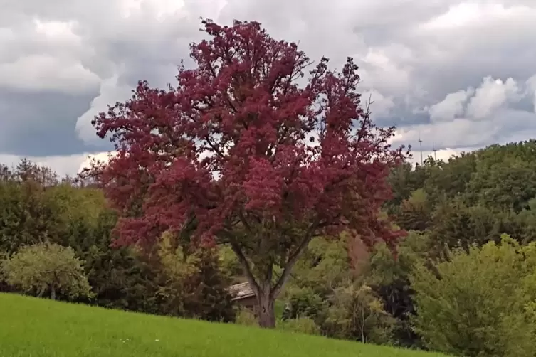  Andrea Blind aus Kusel fährt täglich auf ihrem Weg zur Arbeit an diesem alten Birnbaum vorbei. Sie verfolgt fasziniert das Auss