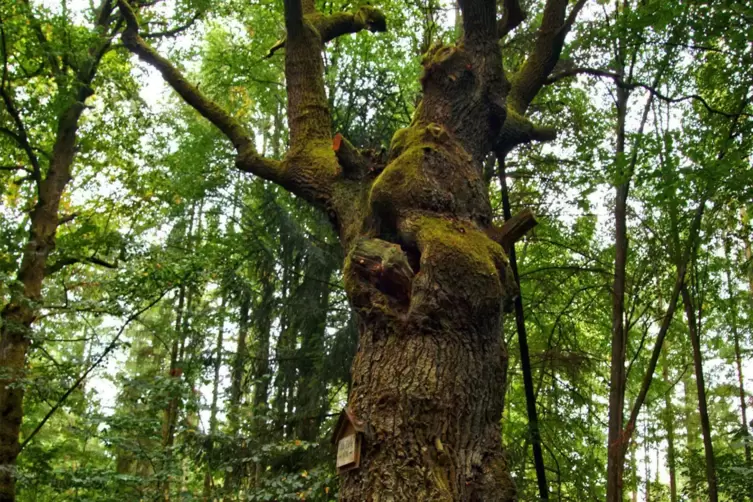  „1676 wurde diese alte Eiche gepflanzt“, erzählt Werner Gilla aus Kaiserslautern. Der Baum wächst in Kaiserslautern-Siegelbach,