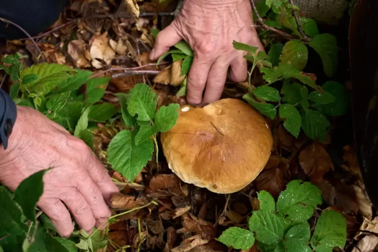 Der Regen der vergangenen Wochen lässt die Pilze sprießen. 