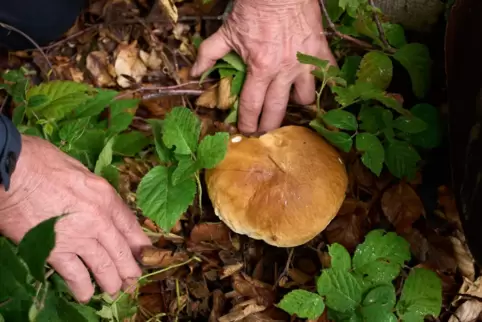 Der Regen der vergangenen Wochen lässt die Pilze sprießen. 