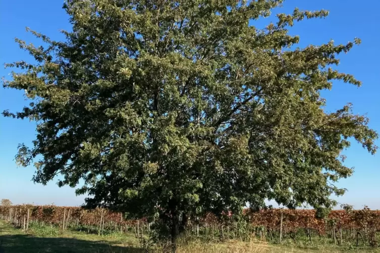 „Seit vielen Jahren besuche ich ,meinen Baum’ bei meiner fast täglichen Laufrunde. Immer halte ich kurz inne und freue mich darü