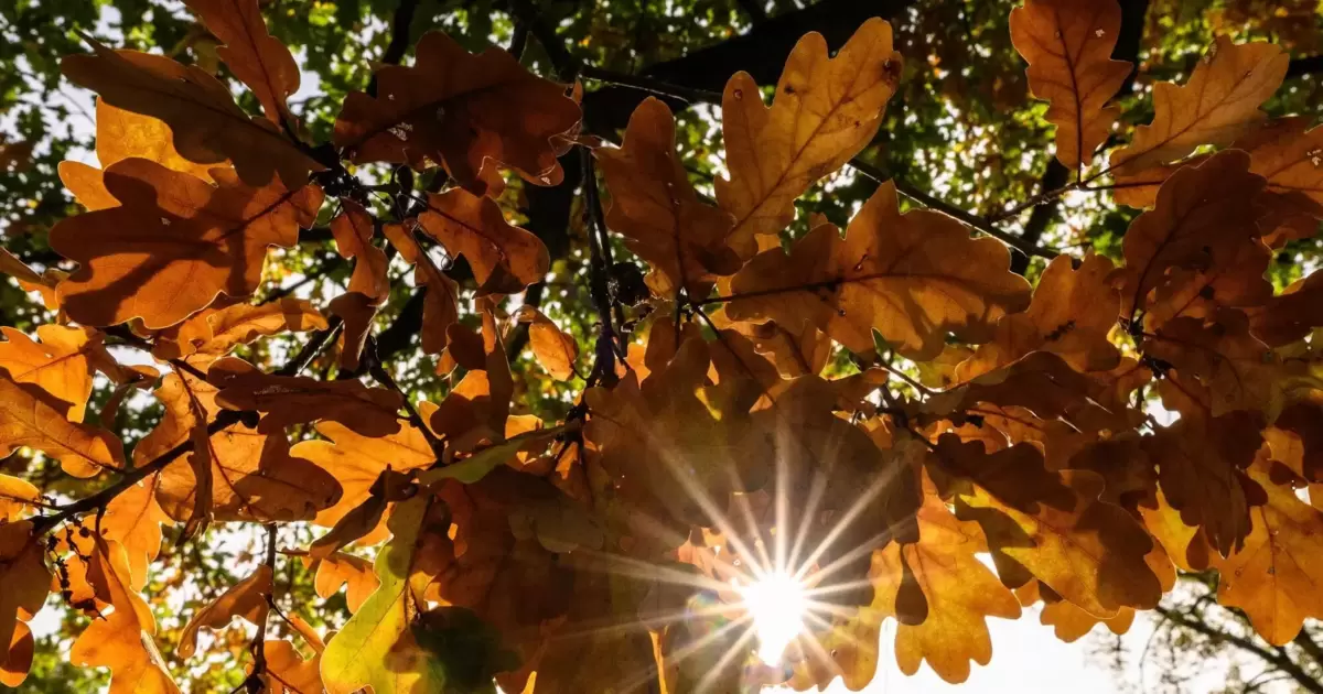 Wie das Pfälzer Wetter in den Herbstferien wird - Aus der Pfalz - DIE RHEINPFALZ