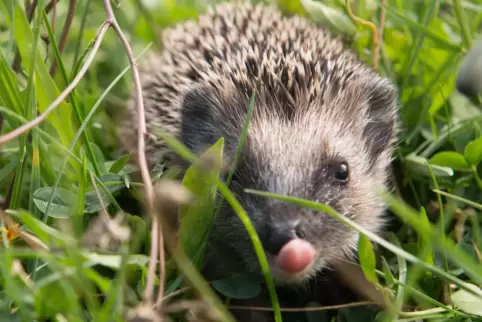 Nachdem sie sich ein Fettpolster angefressen haben, halten Igel Winterschlaf. Passende Rückzugsorte können in Gärten leicht ange