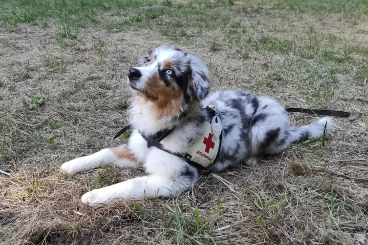 Seit Ende Mai wird der Australian-Shepherd-Welpe Oskar zum Rettungshund ausgebildet. 