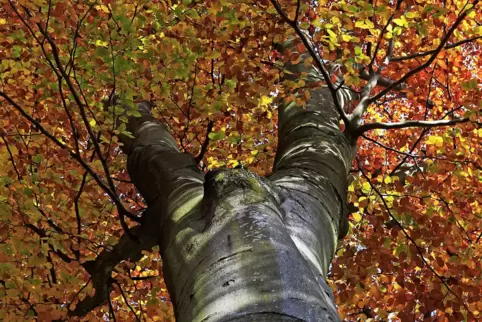 Unübersehbar: Der Herbst ist da. Gut möglich, dass er schon nächste Woche schöne Tage bringt. 