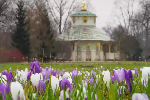 Krokusse blühen im Park von Sanssouci in Potsdam. Die Stadt hat deutschlandweit einen besonders hohen Grünflächen-Anteil. 