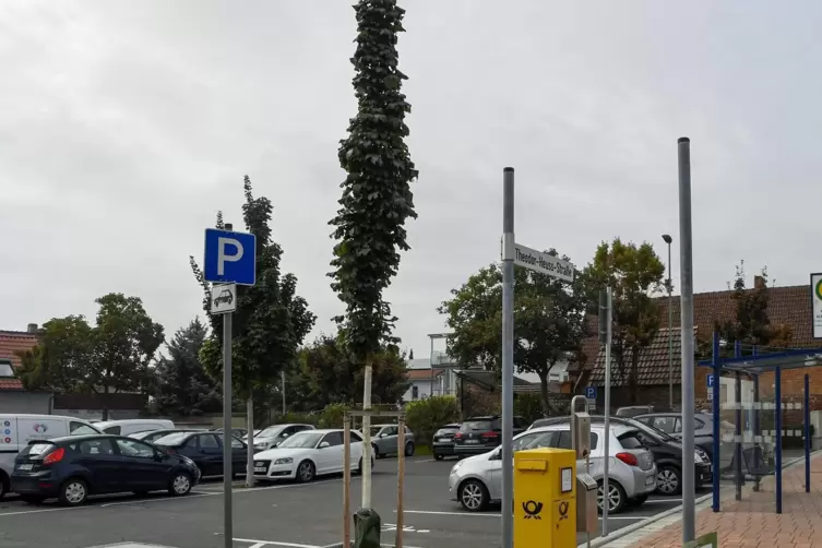 Spielen für das Mikroklima eine wichtige Rolle: Straßenbäume, wie hier ein neu gepflanzter Baum neben dem Briefkasten auf dem Pa