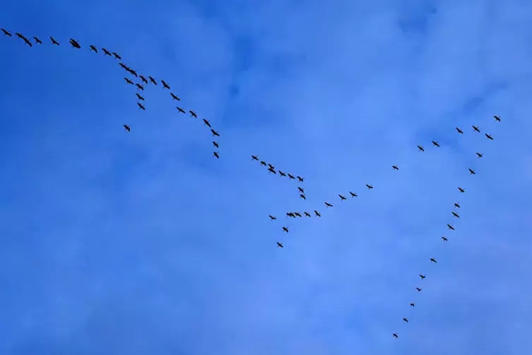 Vom Wintereinbruch im Nordosten aufgescheucht, flogen etliche Kraniche auf ihrem Weg nach Süden über den Landkreis hinweg. 