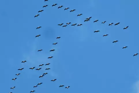 In der typischen Keilformation sparen die Vögel auf ihrer Reise Energie. 