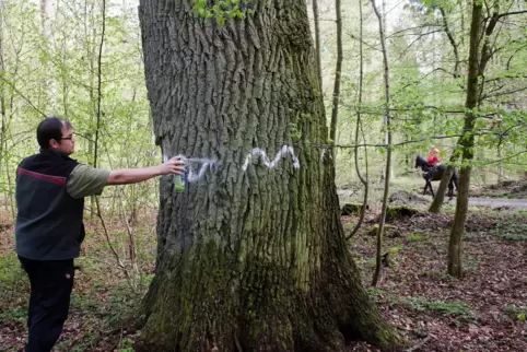 Eine gewellte weiße Linie auf der Rinde ist die Lebensversicherung für den Baum. Das signalisiert den Waldarbeitern, dass es sic