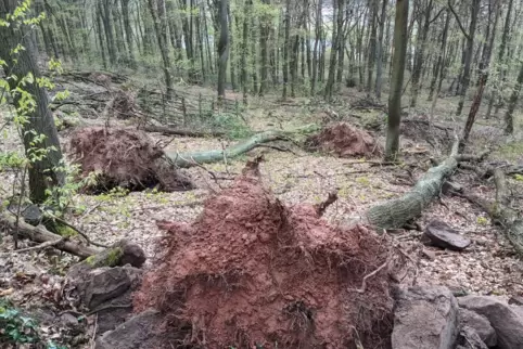 Das Foto entstand im Wald oberhalb der Waldmannsburg-Ruine und zeigt, welche Schäden durch den Schneebruch Anfang April verursac