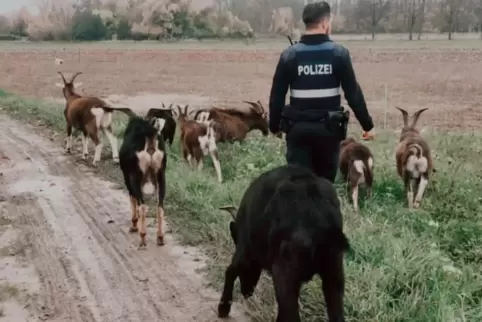 Leckerlis als Köder: Polizeibeamter beim Ziegeneinfangen. 