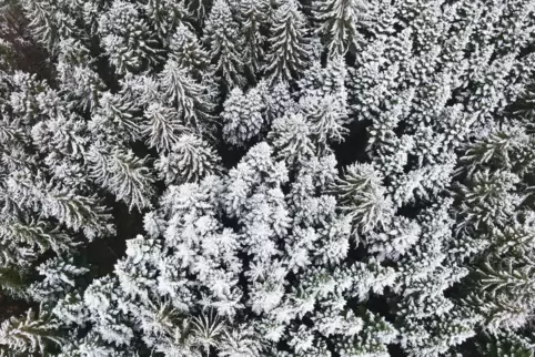 Kann es in der Pfalz weiße Weihnachten geben? Wir haben einen Meteorologen gefragt. 