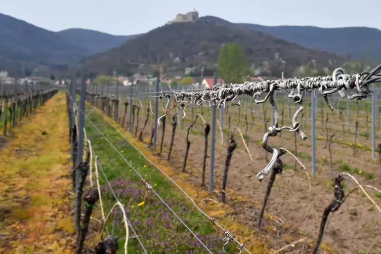 Ein Anblick zum Durchatmen: auf die Wingerte und das Hambacher Schloss am Haardtrand.