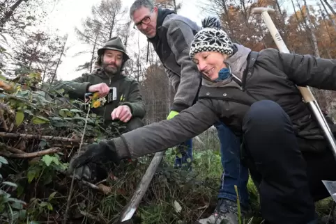 Jens Bramenkamp, Olaf Bergmann und Andrea Hummel beim Pflanzen einer Elsbeere.