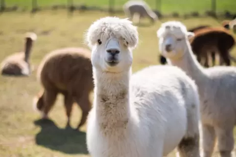 Alpakas sind eigentlich in Südamerika beheimatet.