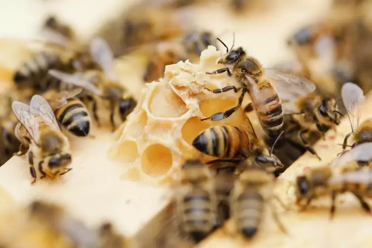 Bienen im Stock. 