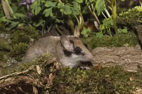 Eigentlich ist der Gartenschläfer ein Waldtier. Doch sich verändernde Bedingungen lassen ihn auch in Dörfer und Städte ziehen. 