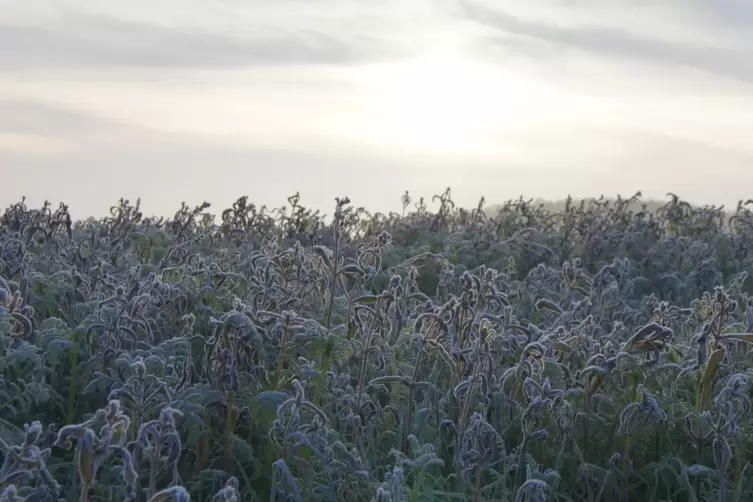 In der Nacht kann es Frost geben.