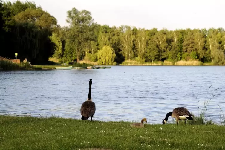 Der Nachtweideweiher in Lambsheim. Ortschef Knoll kann sich noch daran erinnern, wie er einst entstand.