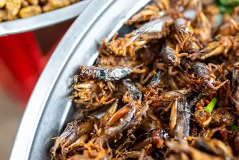 Snack in Kambodscha: frittierte Grillen. In der EU gelten die Tierchen als „neuartige Lebensmittel“. 