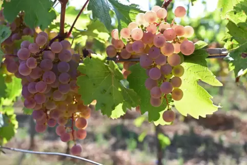 Ist eine Piwi-Sorte, die weniger Pestizide braucht: Sauvignac.