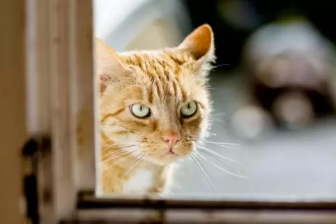 Katze: Mehr als 100 Streuner sind in den vergangenen zwei Jahren in der Verbandsgemeinde Römerberg-Dudenhofen aufgegriffen worde