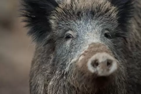 37 Wildschweine wurden geschossen, berichtete Jagdteamchef Stephan Hoffmann.