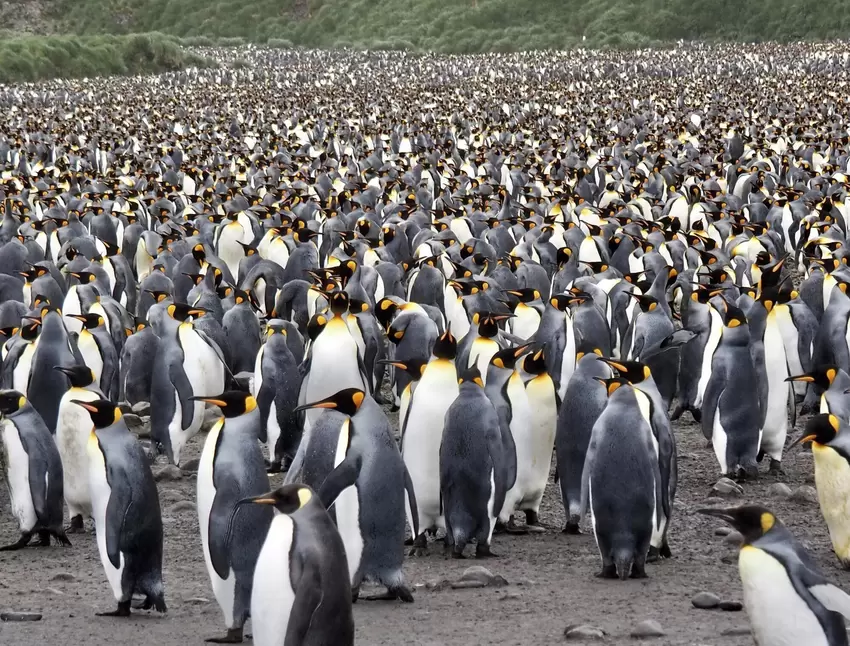 200.000 Tiere leben in der Königspinguin-Kolonie von Salisbury Plain. Es ist die zweitgrößte Kolonie auf der Insel Südgeorgien.