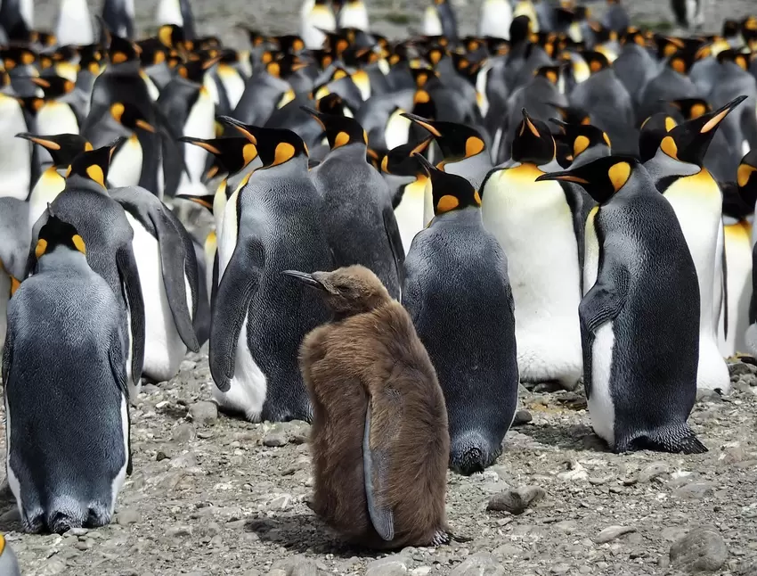 Kein »Wollpinguin«, wie die ersten Seefahrer dachten, sondern ein Königspinguin-Junges.