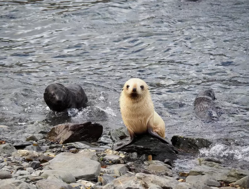 Seltenheit: ein weißer Seebär. In einem von 1000 Fällen haben die Robben so eine helle Färbung.