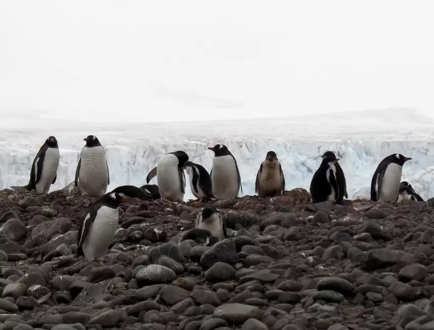 Eselpinguine vor Gletscherkulisse in Yankee Harbour.