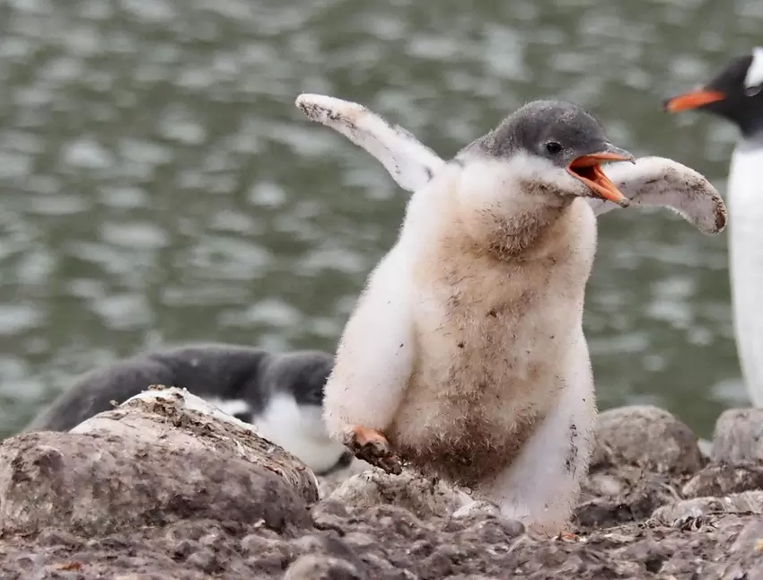 »Ich kann fliegen.« Nein, das wird nichts. Dafür zählen Eselpinguine zu den schnellsten Schwimmern.