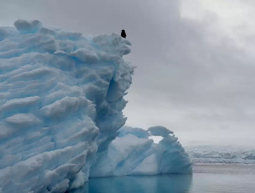 Eine Raubmöwe hat es sich auf einem Eisberg gemütlich gemacht.