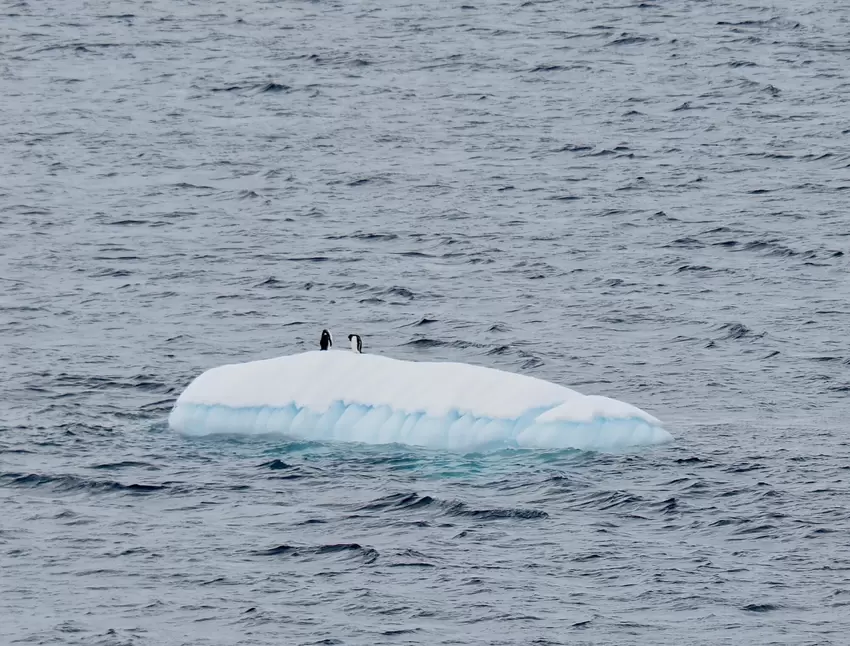 Pinguine treiben auf einer Eisscholle umher.