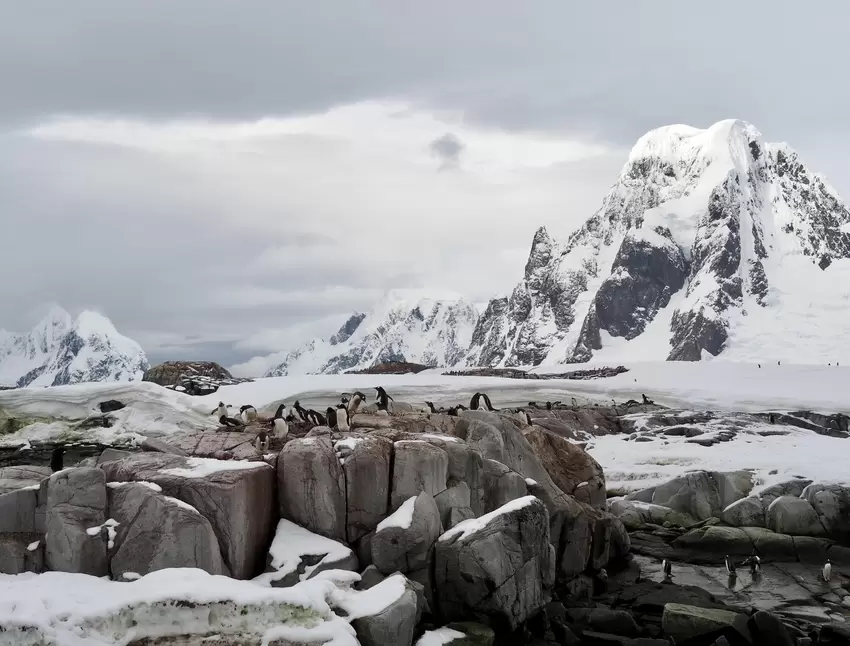 Die Pinguin-Kolonie von Petermann Island vor beeindruckender Bergkulisse.