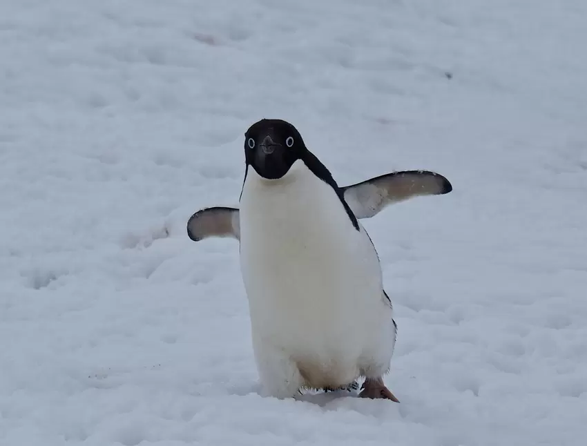 Ein Adeliepinguin tappst durchs Eis. Die Pinguine verstehen sich auch im Eisgleiten auf dem Bauch. Genistet wird aber nur auf Fe