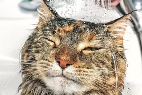 Wenn die Katze mitspielt, sollte sie öfter mal geduscht werden, um die Allergiebelastung zu senken. 