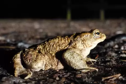 Eine der häufigsten Amphiebenarten in Deuschland: die Erdkröte. 