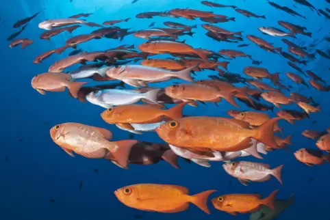 Korallenfisch-Chöre folgen verschiedenen Klangmustern. Manche erinnern an melodische Nebelhörner, die sanft an- und abschwellen,