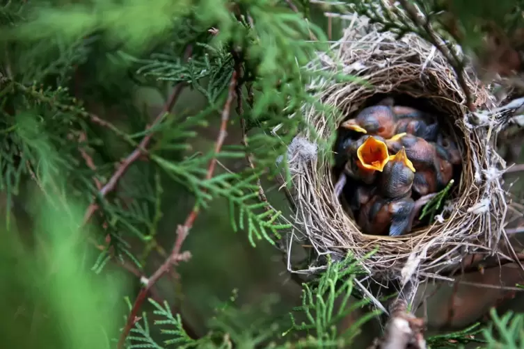 Vor Schnittarbeiten sollten Hecken und Bäume grundsätzlich untersucht werden, ob dort Vögel nisten. 