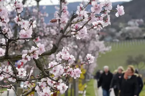 Auch dieses Wochenende bleibt rosa. Eine der vielen Veranstaltungen: Das Mandelblütenfest in Gimmeldingen. 